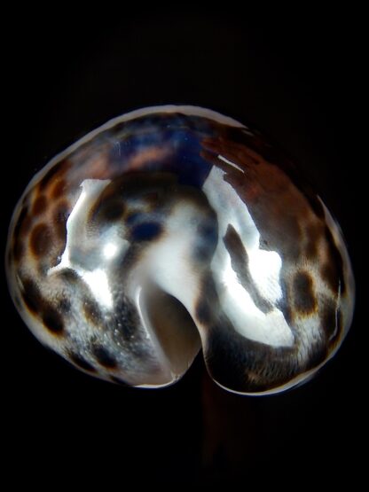 Cypraea tigris ..DARCK COLOUR ... 72,7 mm Gem -39805