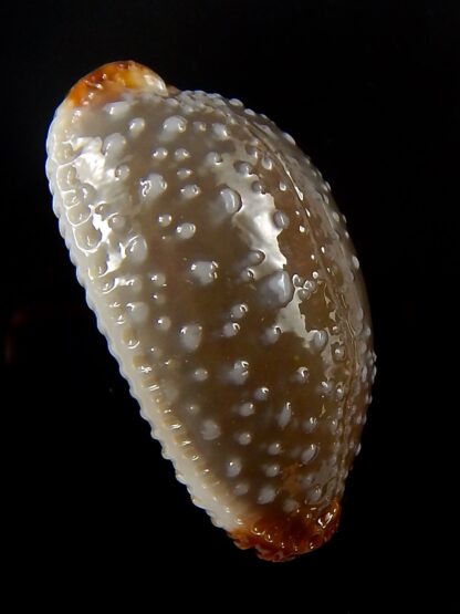 Staphylaea limacina staphylaeformis 34,1 mm Gem-39811