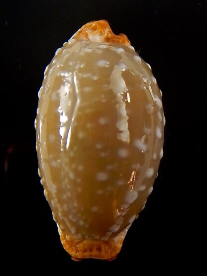 Staphylaea limacina staphylaeformis 34,5 mm Gem-39822