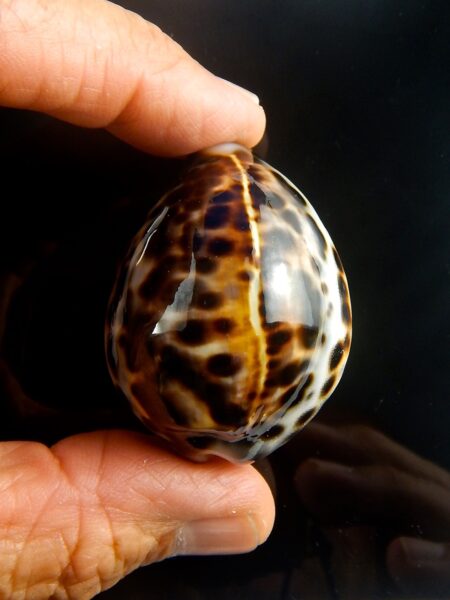 Cypraea tigris tigris ...DWARF... 50,1 mm Gem -0