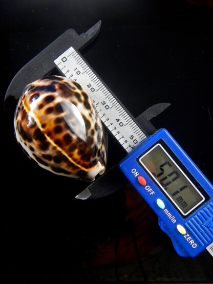 Cypraea tigris tigris ...DWARF... 50,1 mm Gem -39889