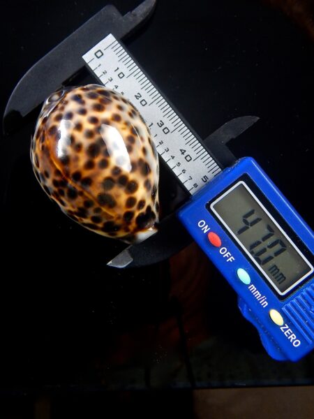 Cypraea tigris tigris ...DWARF... 47 mm Gem -0