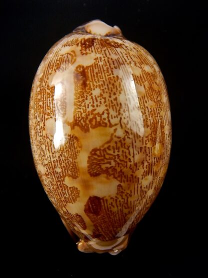 Leporicypraea mappa viridis guamensis 59,8 mm Gem-39942