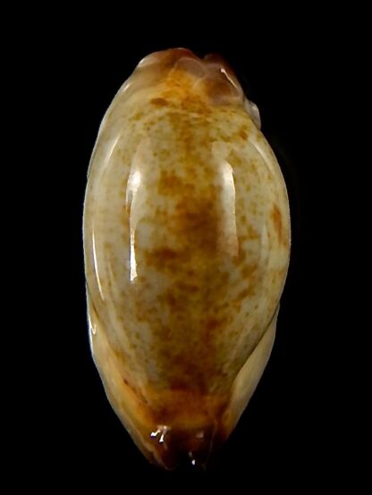 Purpuradusta gracilis macula N&R 19,7 mm Gem-39928