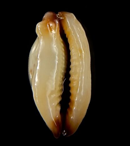 Purpuradusta gracilis macula N&R 19,7 mm Gem-39932