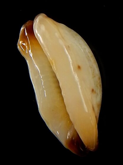 Purpuradusta gracilis macula N&R 19,7 mm Gem-39930