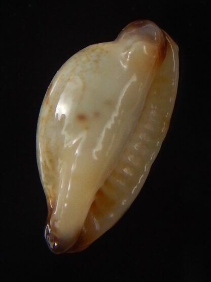 Purpuradusta gracilis macula N&R 19,7 mm Gem-39933