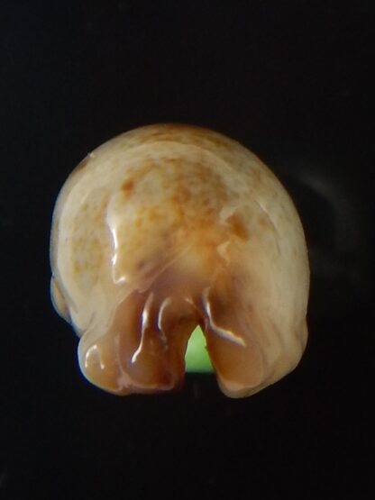 Purpuradusta gracilis macula N&R 19,7 mm Gem-39929