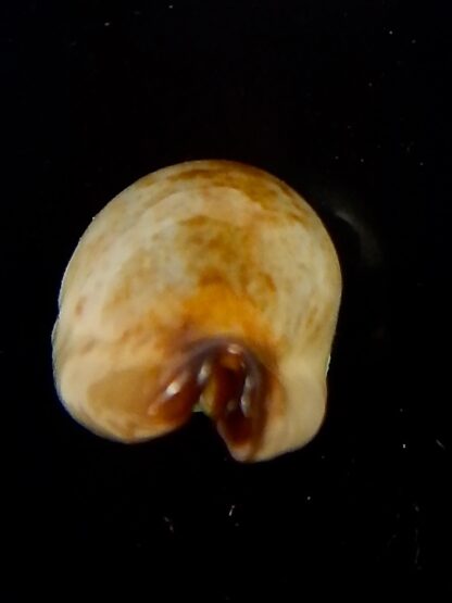 Purpuradusta gracilis macula N&R 19,7 mm Gem-39934