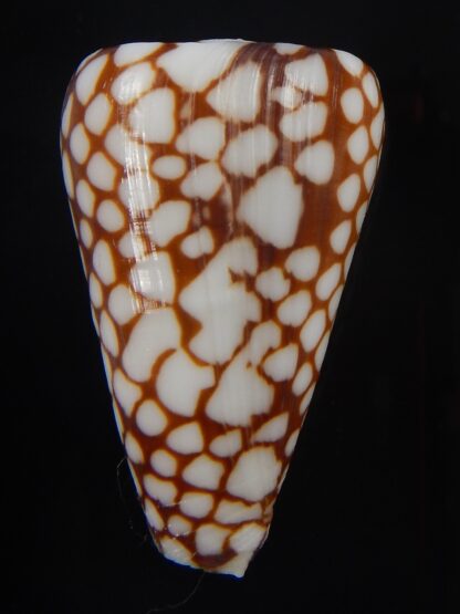 Eugeniconus marchionatus 43,1 mm Gem-40598