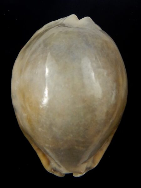 Mauritia asiatica gibba .. overglazed ... 63,8 mm Gem-40218