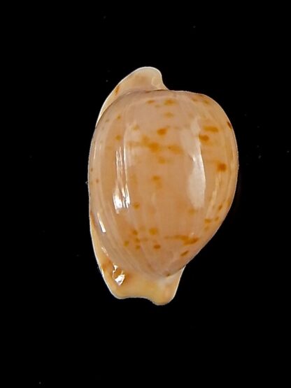 Cypraeovula edentula astonensis 16,3 mm Gem-40149