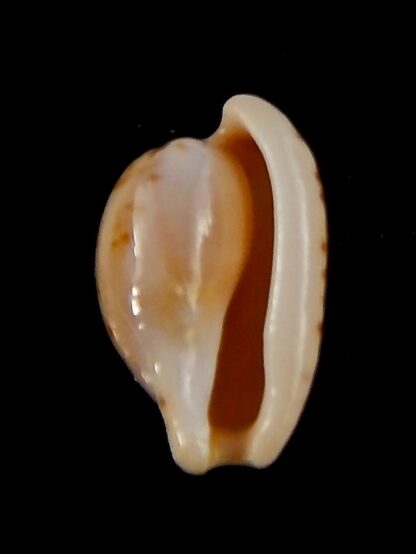 Cypraeovula edentula astonensis 16,3 mm Gem-40150