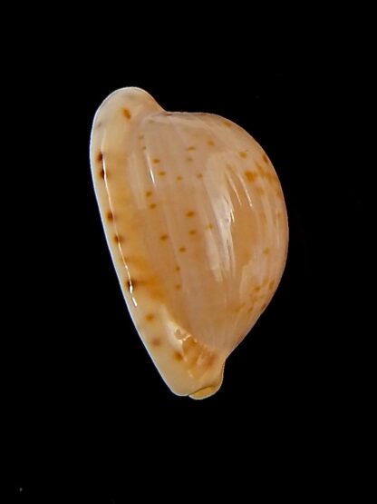 Cypraeovula edentula astonensis 16,3 mm Gem-40154