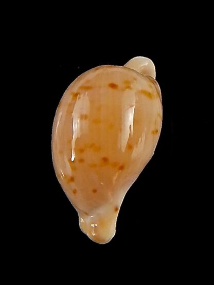 Cypraeovula edentula astonensis 16,3 mm Gem-40153