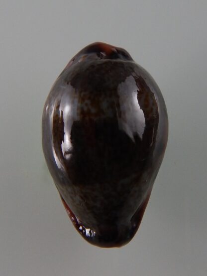 Errones xanthodon 29,1 mm Gem-40176