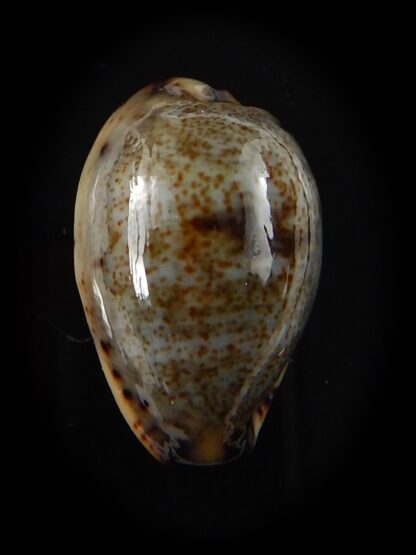 Purpuradusta gracilis macula 17,8 mm Gem-40438