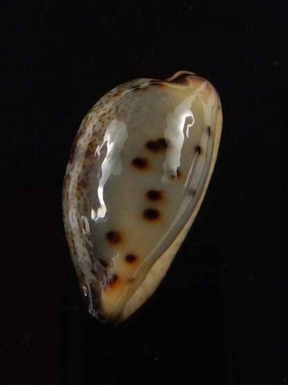 Purpuradusta gracilis macula 17,8 mm Gem-40439