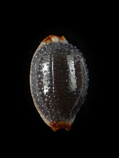 Staphylaea consobrina 20,1 mm Gem-40460