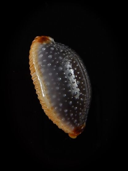 Staphylaea consobrina 20,1 mm Gem-40462