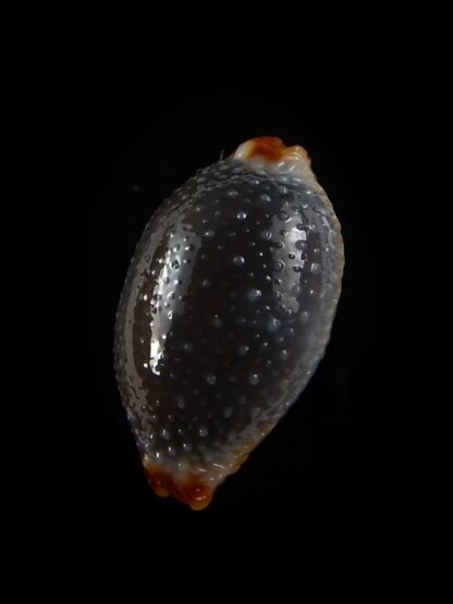 Staphylaea consobrina 20,1 mm Gem-40463