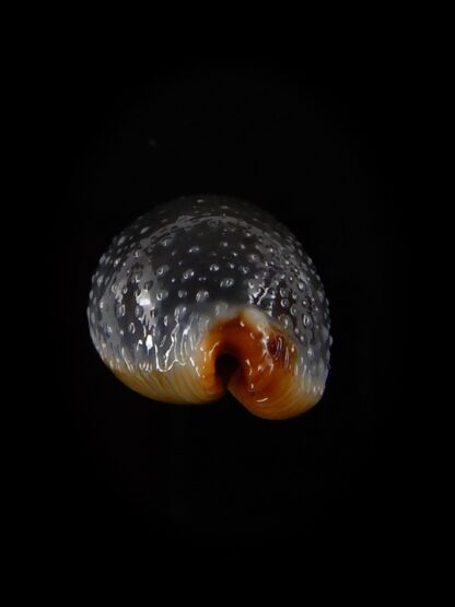 Staphylaea consobrina 20,1 mm Gem-40465