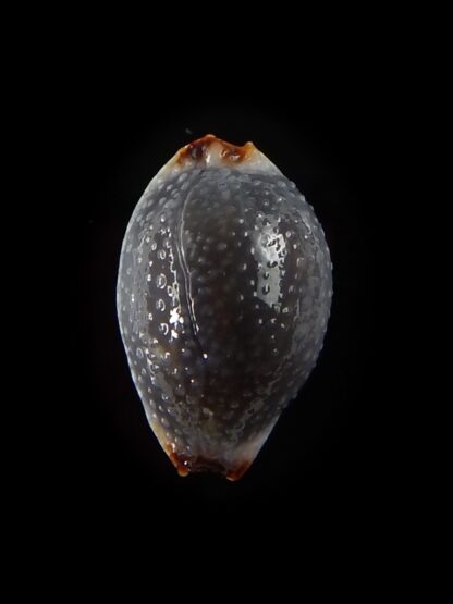 Staphylaea consobrina 18,2 mm Gem-40446