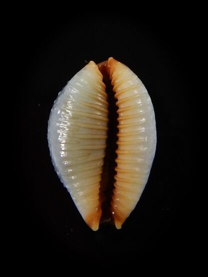 Staphylaea consobrina 18,2 mm Gem-40448