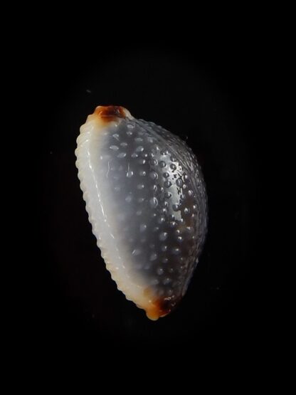 Staphylaea consobrina 18,2 mm Gem-40450