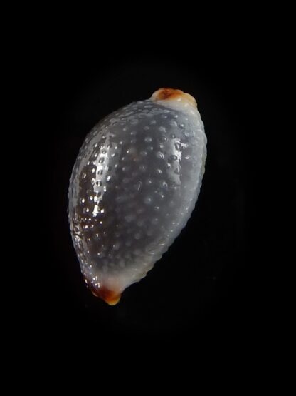 Staphylaea consobrina 18,2 mm Gem-40447