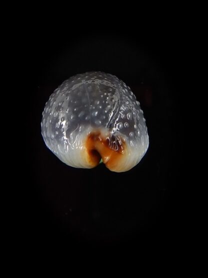 Staphylaea consobrina 18,2 mm Gem-40451