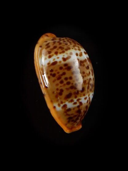 Palmadusta humphreyii... Very Big size ... 19,5 mm Gem-40409