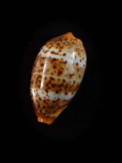 Palmadusta humphreyii... Very Big size ... 19,5 mm Gem-40412