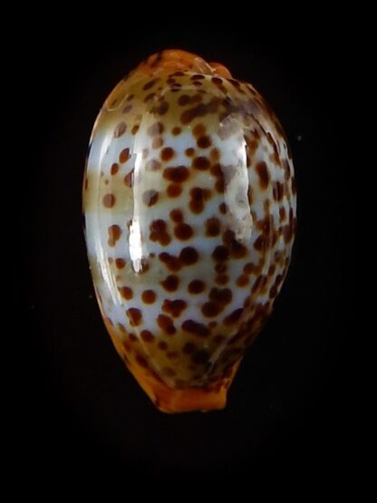 Palmadusta humphreyii 16,1 mm Gem-40378