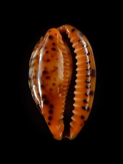 Palmadusta humphreyii 16,1 mm Gem-40379