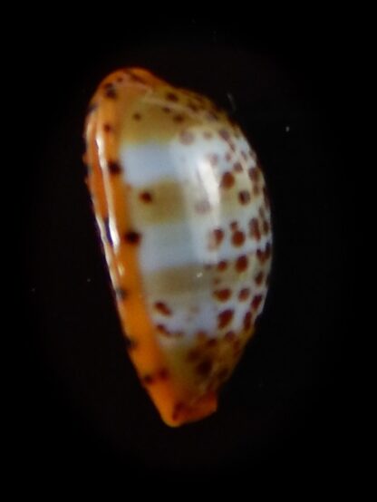 Palmadusta humphreyii 16,1 mm Gem-40381