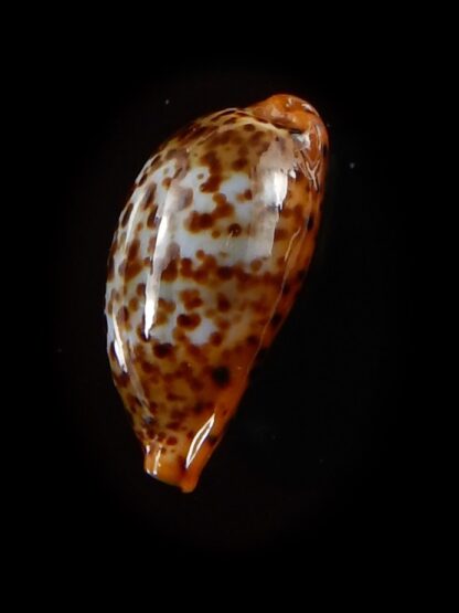 Palmadusta humphreyii 16,1 mm Gem-40380