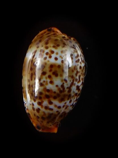 Palmadusta humphreyii 16,4 mm Gem-40392