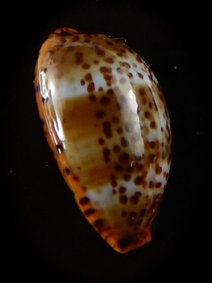 Palmadusta humphreyii 16,4 mm Gem-40398