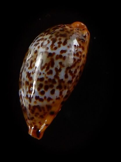 Palmadusta humphreyii 16,4 mm Gem-40397