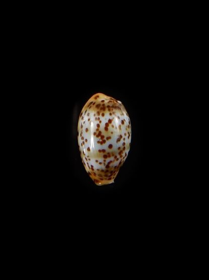 Palmadusta humphreyii 11,3 mm Gem-40420