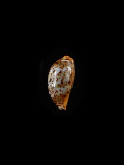 Palmadusta humphreyii 11,3 mm Gem-40422