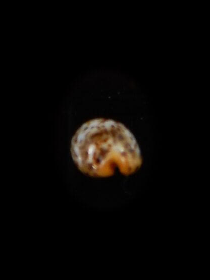 Palmadusta humphreyii 11,3 mm Gem-40426