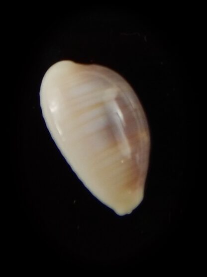 Palmadusta clandestina candida 16,8 mm Gem-40339