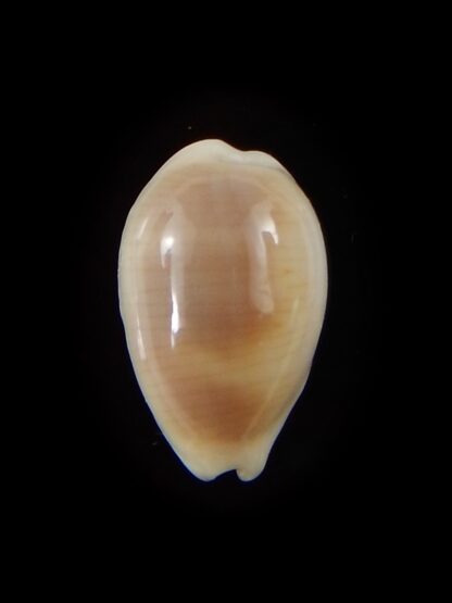 Palmadusta clandestina candida 17,3 mm Gem-40350