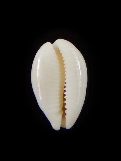 Palmadusta clandestina candida 17,3 mm Gem-40351