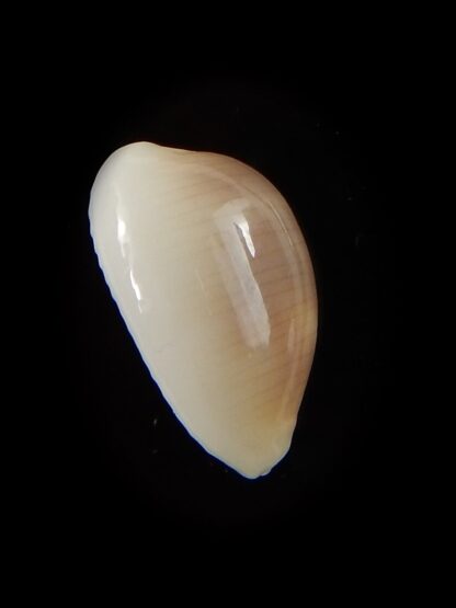 Palmadusta clandestina candida 17,3 mm Gem-40355