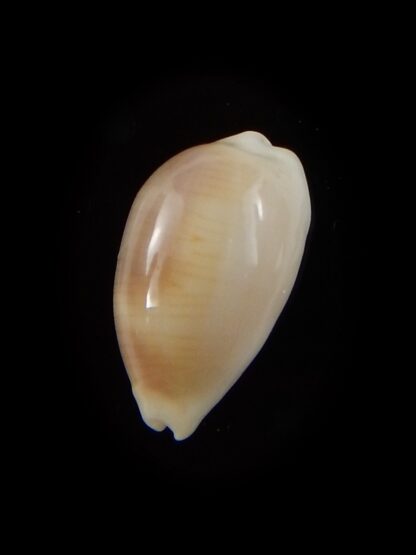 Palmadusta clandestina candida 17,3 mm Gem-40353