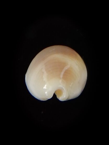 Palmadusta clandestina candida 17,3 mm Gem-40354