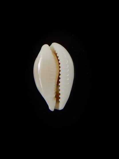 Palmadusta clandestina candida 16 mm Gem-40327